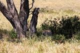 TANZANIA - Serengeti National Park - Leopardo - 03